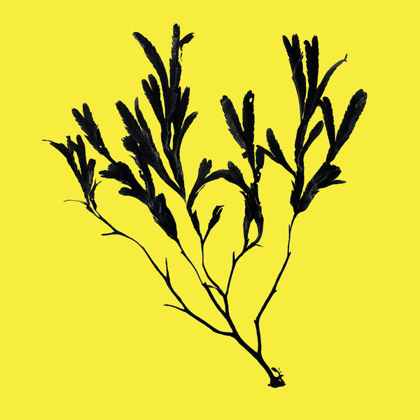 How to Navigate the Skincare Market & Why We Love Seaweed